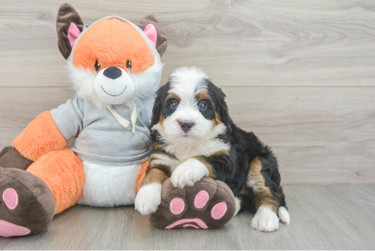Happy Mini Bernedoodle Baby