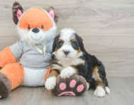 7 week old Mini Bernedoodle Puppy For Sale - Premier Pups