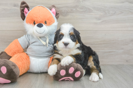 Happy Mini Bernedoodle Baby