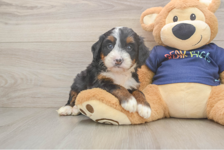 Cute Mini Bernedoodle Baby