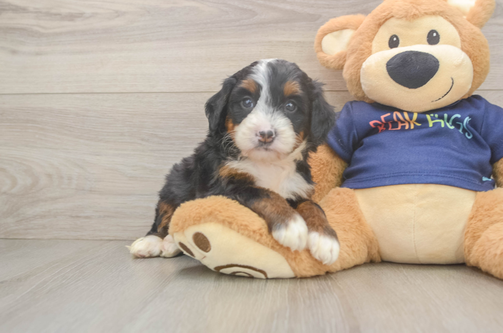 5 week old Mini Bernedoodle Puppy For Sale - Premier Pups