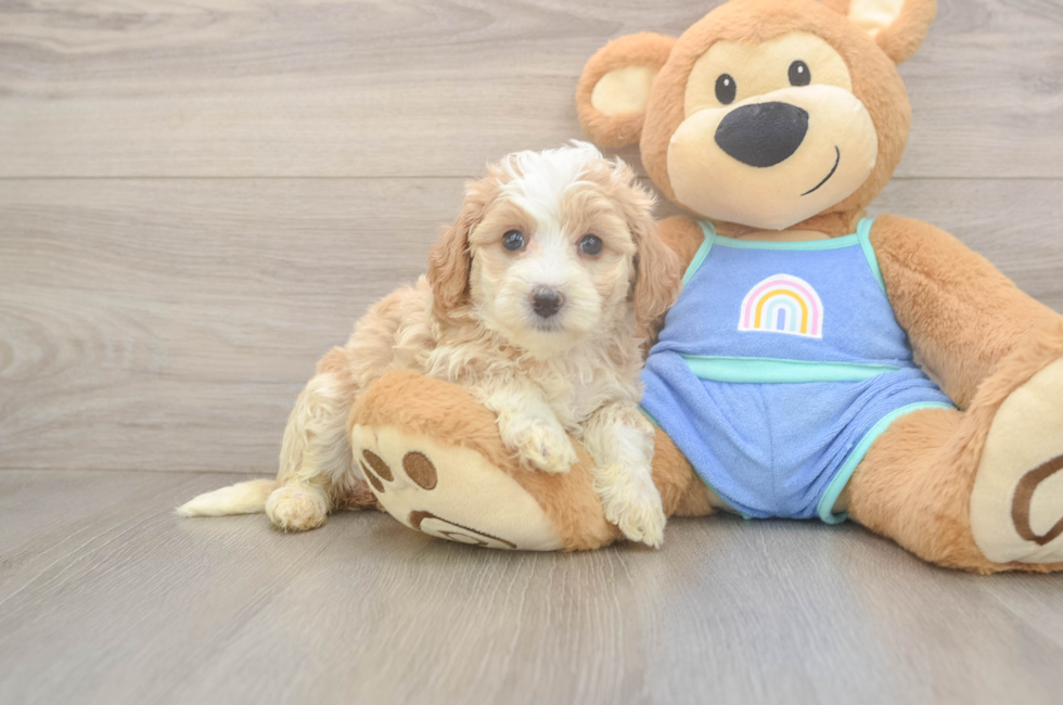 6 week old Mini Bernedoodle Puppy For Sale - Premier Pups