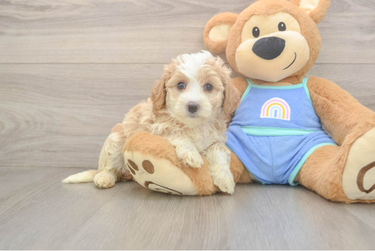 Meet Cleo - our Mini Bernedoodle Puppy Photo  1/3 - Premier Pups Small Mini Bernedoodle Baby