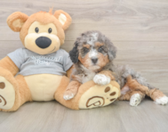 7 week old Mini Bernedoodle Puppy For Sale - Premier Pups