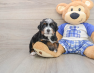 6 week old Mini Bernedoodle Puppy For Sale - Premier Pups