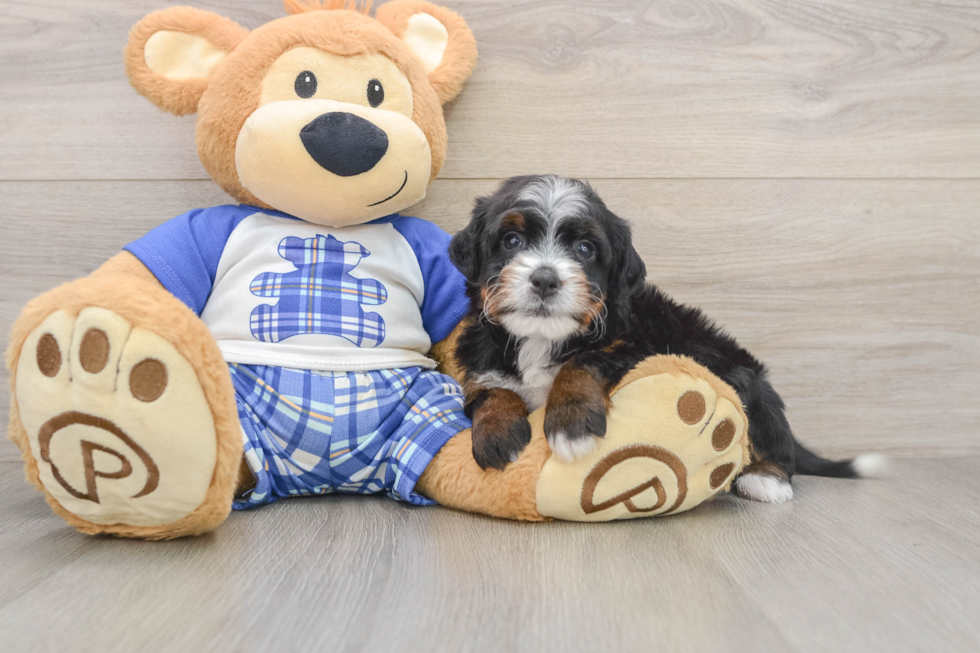 Cute Mini Bernedoodle Baby