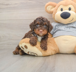 7 week old Mini Bernedoodle Puppy For Sale - Premier Pups