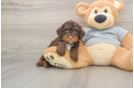 Mini Bernedoodle Pup Being Cute