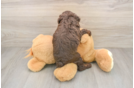 Playful Mini Bernepoo Poodle Mix Puppy