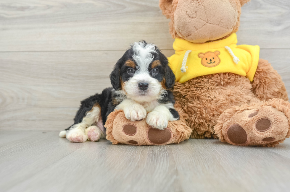 5 week old Mini Bernedoodle Puppy For Sale - Premier Pups