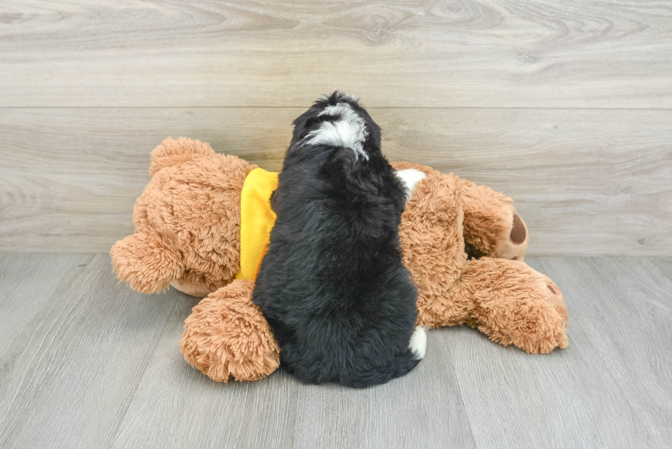 Mini Bernedoodle Puppy for Adoption