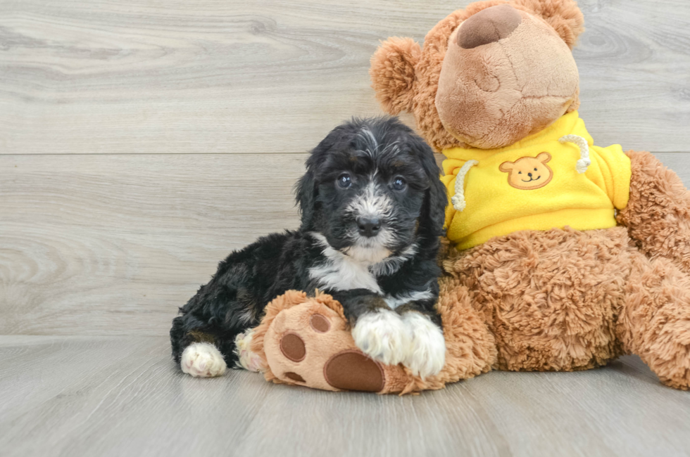 6 week old Mini Bernedoodle Puppy For Sale - Premier Pups