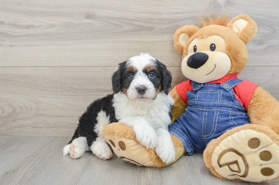 5 week old Mini Bernedoodle Puppy For Sale - Premier Pups