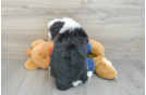 Mini Bernedoodle Puppy for Adoption