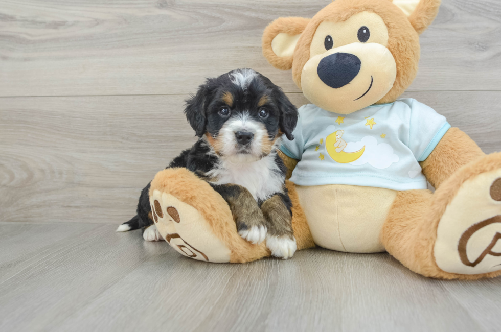 4 week old Mini Bernedoodle Puppy For Sale - Premier Pups