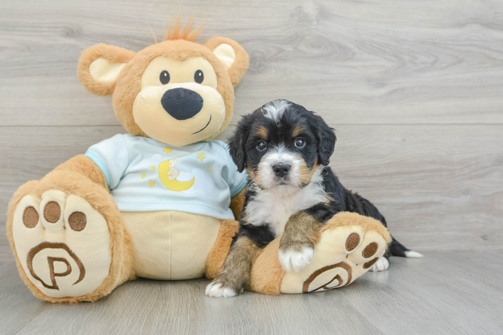 Mini Bernedoodle Puppy for Adoption