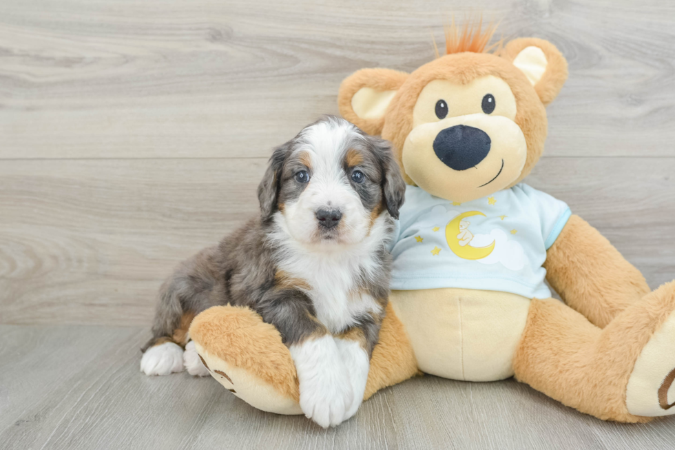 Mini Bernedoodle Pup Being Cute