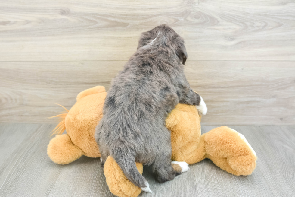 Mini Bernedoodle Pup Being Cute