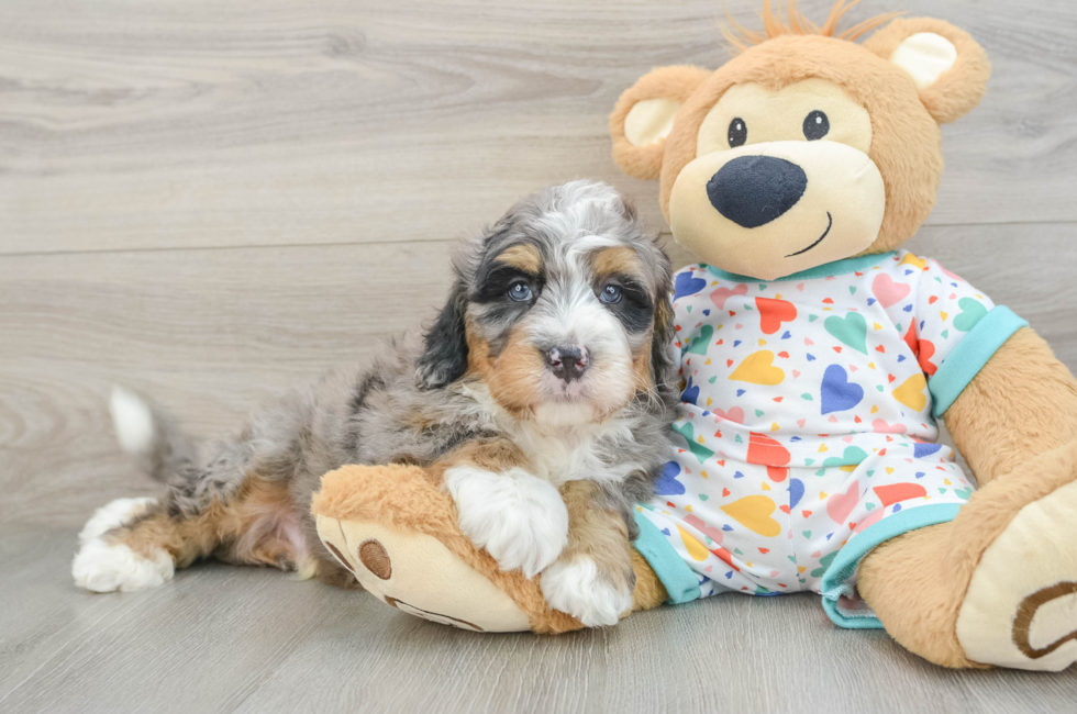 6 week old Mini Bernedoodle Puppy For Sale - Premier Pups