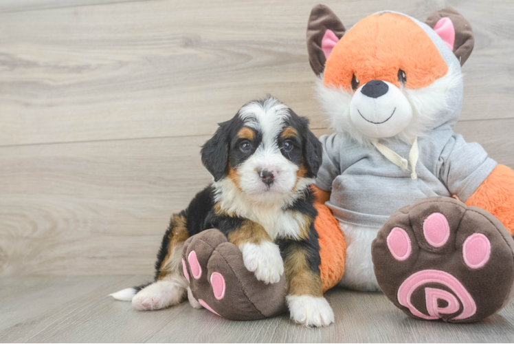 Fluffy Mini Bernedoodle Poodle Mix Pup