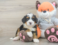 6 week old Mini Bernedoodle Puppy For Sale - Premier Pups