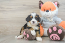 Fluffy Mini Bernedoodle Poodle Mix Pup