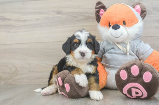 Fluffy Mini Bernedoodle Poodle Mix Pup