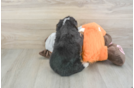 Mini Bernedoodle Pup Being Cute