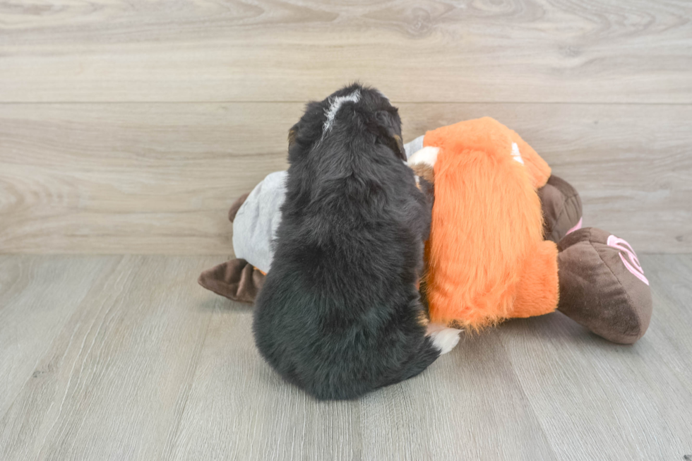 Mini Bernedoodle Pup Being Cute
