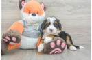 Playful Mini Bernepoo Poodle Mix Puppy