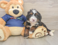 6 week old Mini Bernedoodle Puppy For Sale - Premier Pups