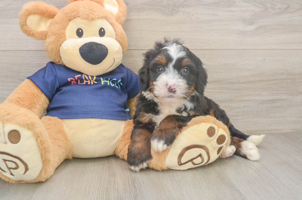 5 week old Mini Bernedoodle Puppy For Sale - Premier Pups