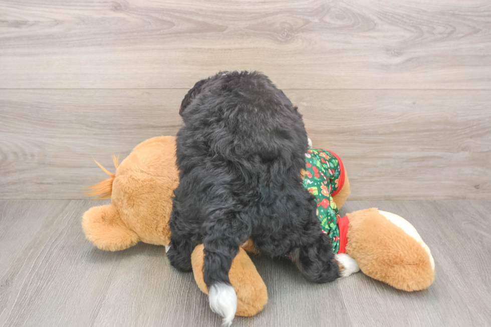 Adorable Bernadoodle Poodle Mix Puppy