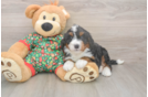 Fluffy Mini Bernedoodle Poodle Mix Pup