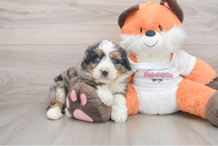 Mini Bernedoodle Puppy for Adoption