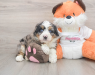 6 week old Mini Bernedoodle Puppy For Sale - Premier Pups