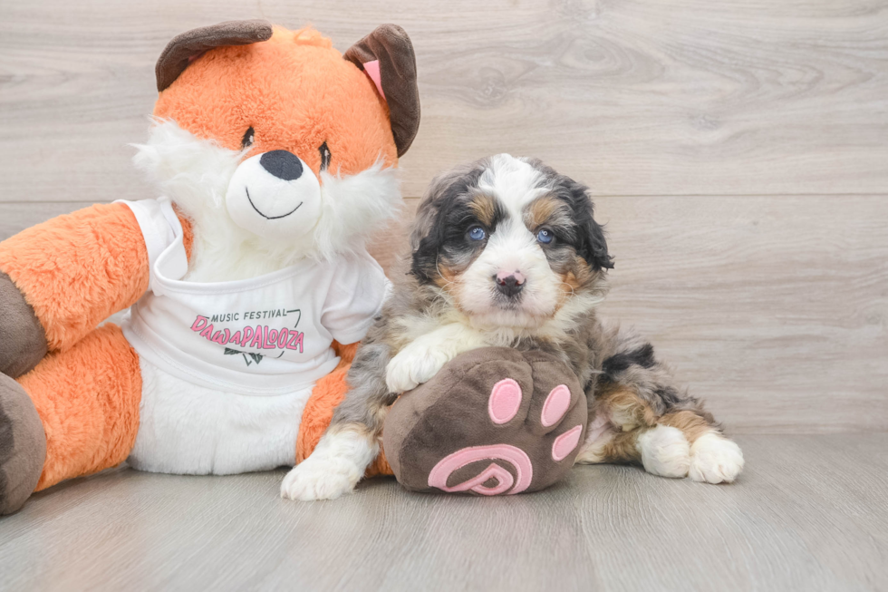 Best Mini Bernedoodle Baby