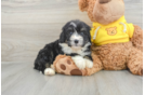 Best Mini Bernedoodle Baby