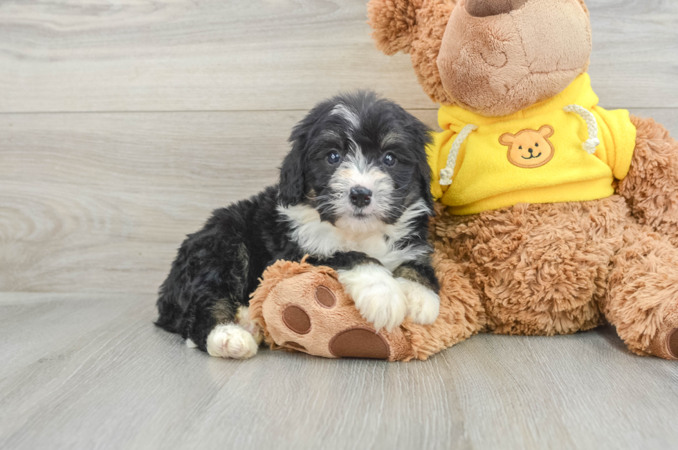 6 week old Mini Bernedoodle Puppy For Sale - Premier Pups