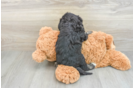 Mini Bernedoodle Puppy for Adoption