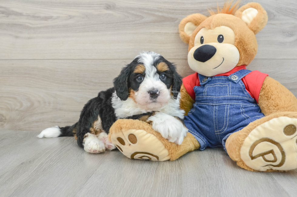 5 week old Mini Bernedoodle Puppy For Sale - Premier Pups