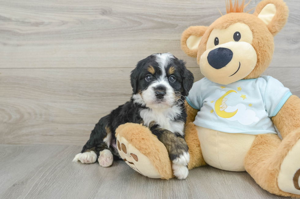 4 week old Mini Bernedoodle Puppy For Sale - Premier Pups