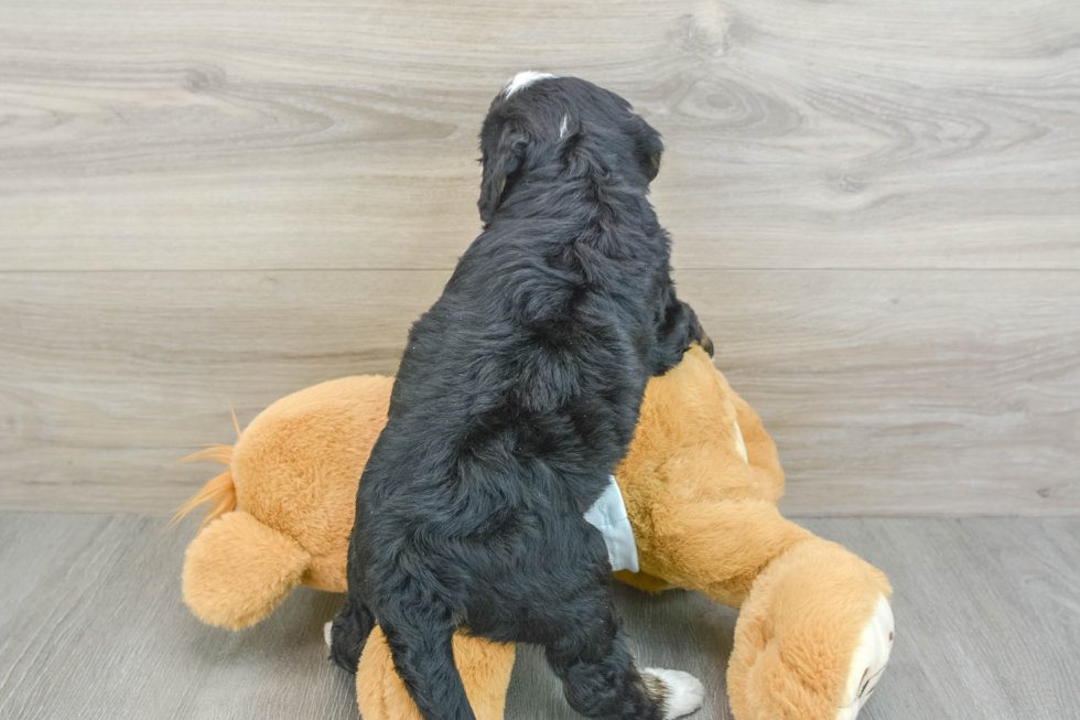 Mini Bernedoodle Pup Being Cute