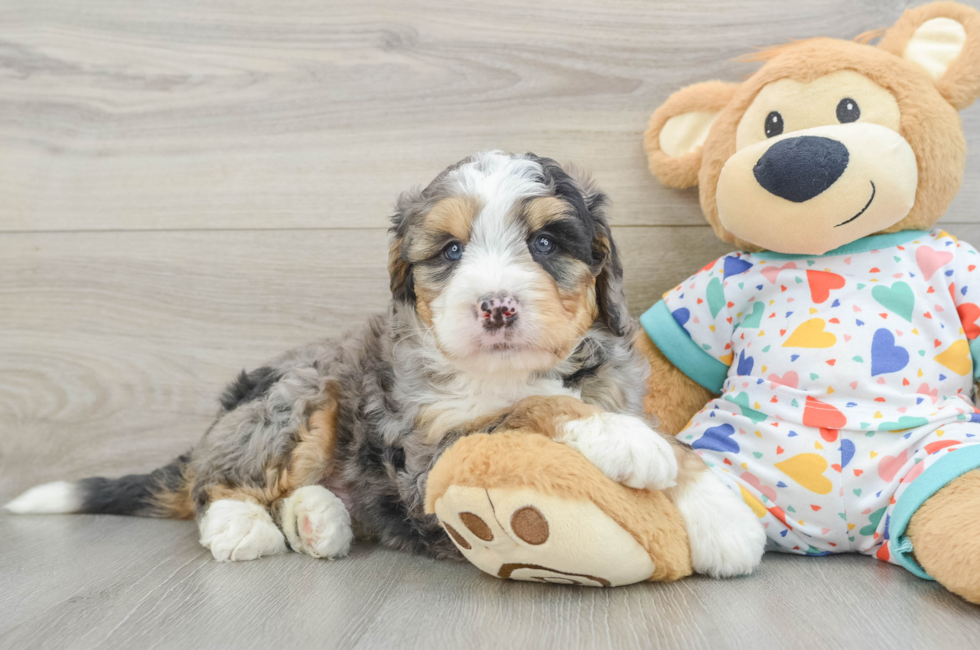 6 week old Mini Bernedoodle Puppy For Sale - Premier Pups