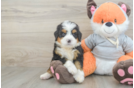 Adorable Mini Bernepoo Poodle Mix Puppy