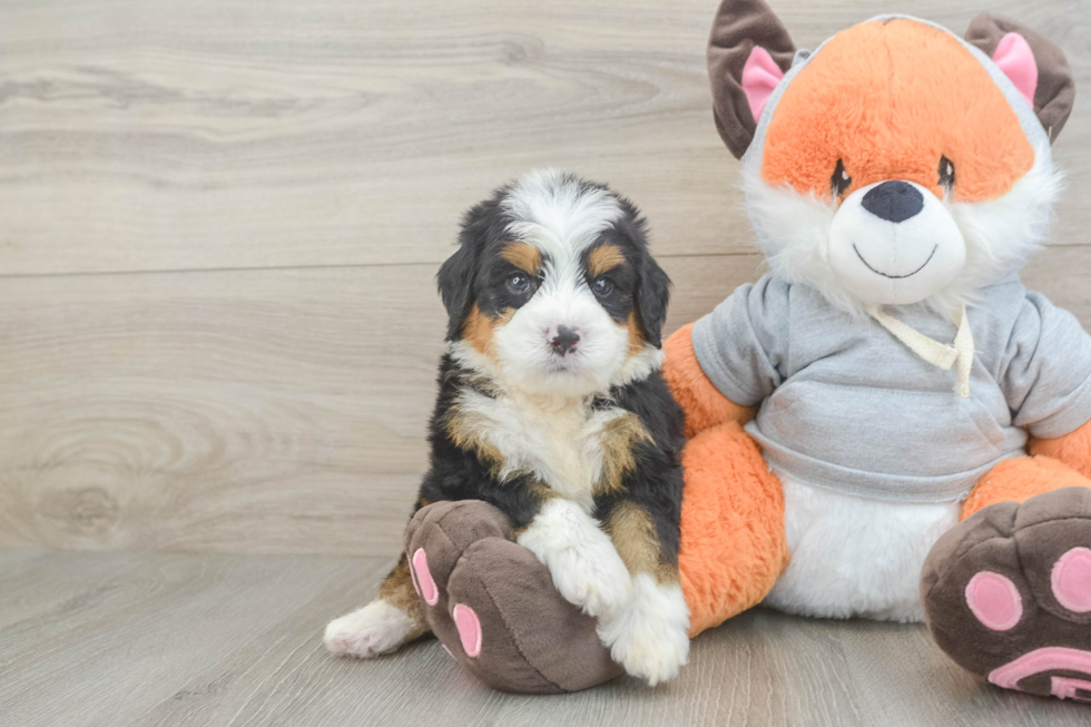Adorable Mini Bernepoo Poodle Mix Puppy