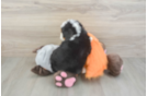 Popular Mini Bernedoodle Poodle Mix Pup