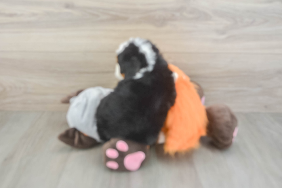 Popular Mini Bernedoodle Poodle Mix Pup