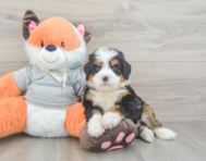6 week old Mini Bernedoodle Puppy For Sale - Premier Pups