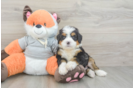 Playful Mini Bernadoodle Poodle Mix Puppy